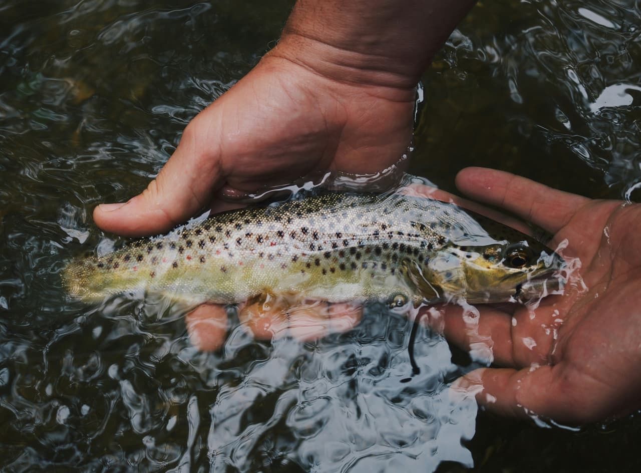 A small trout held above the water at a fishing lake